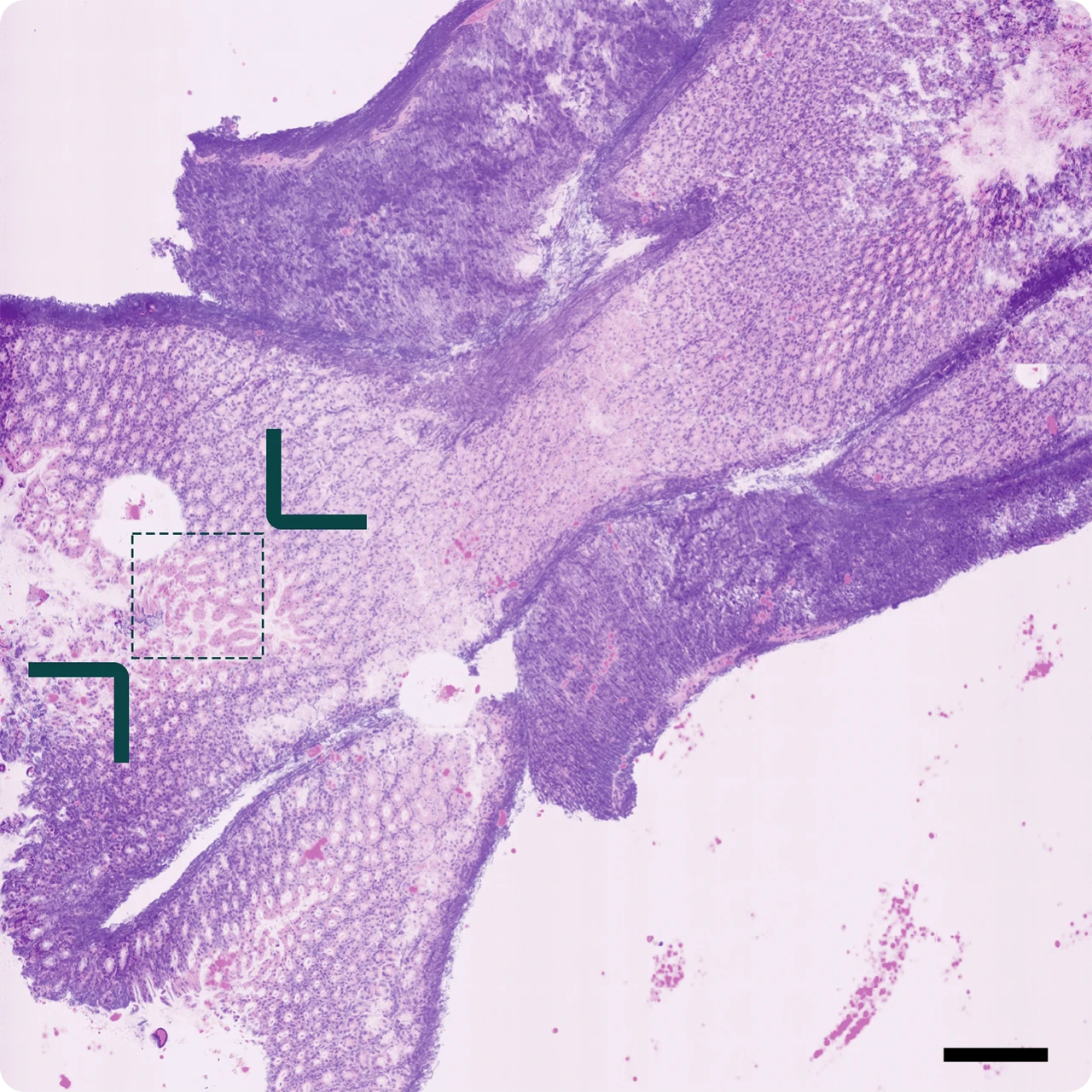 Overview scan for orientation