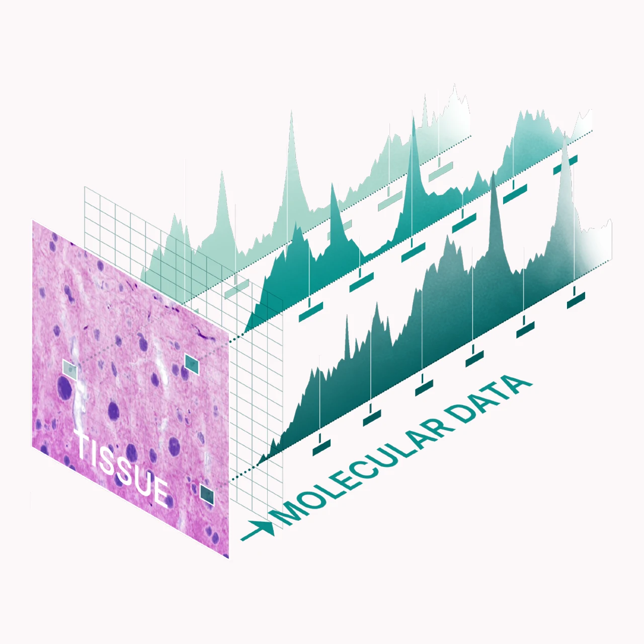 SRS image illustrating a molecular fingerprint