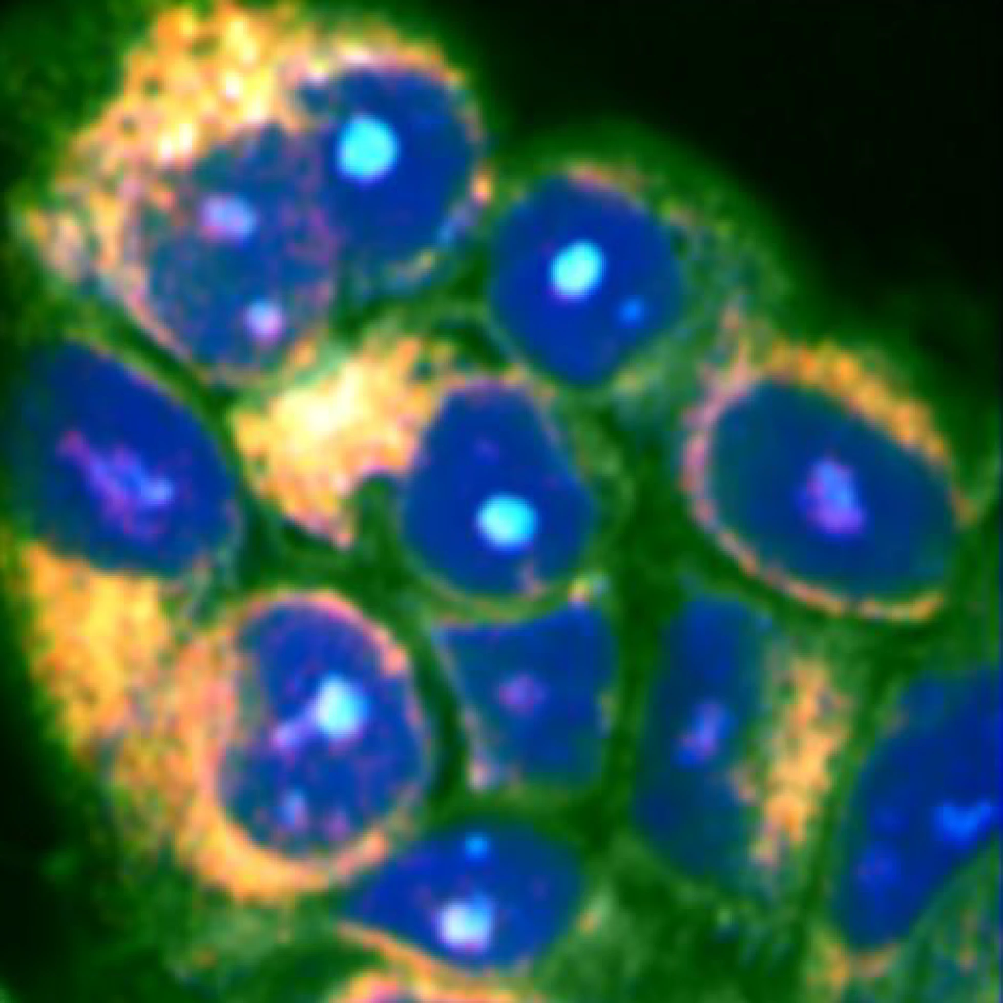 Unmatched speed in SRS imaging with Picus Duo+