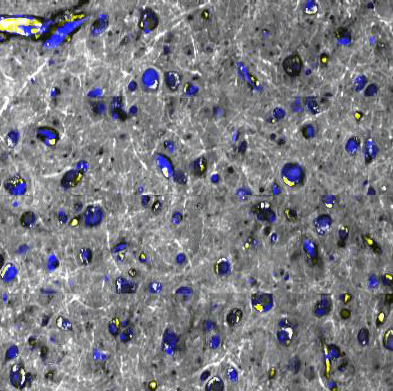 Explore hidden structures within cells and tissues