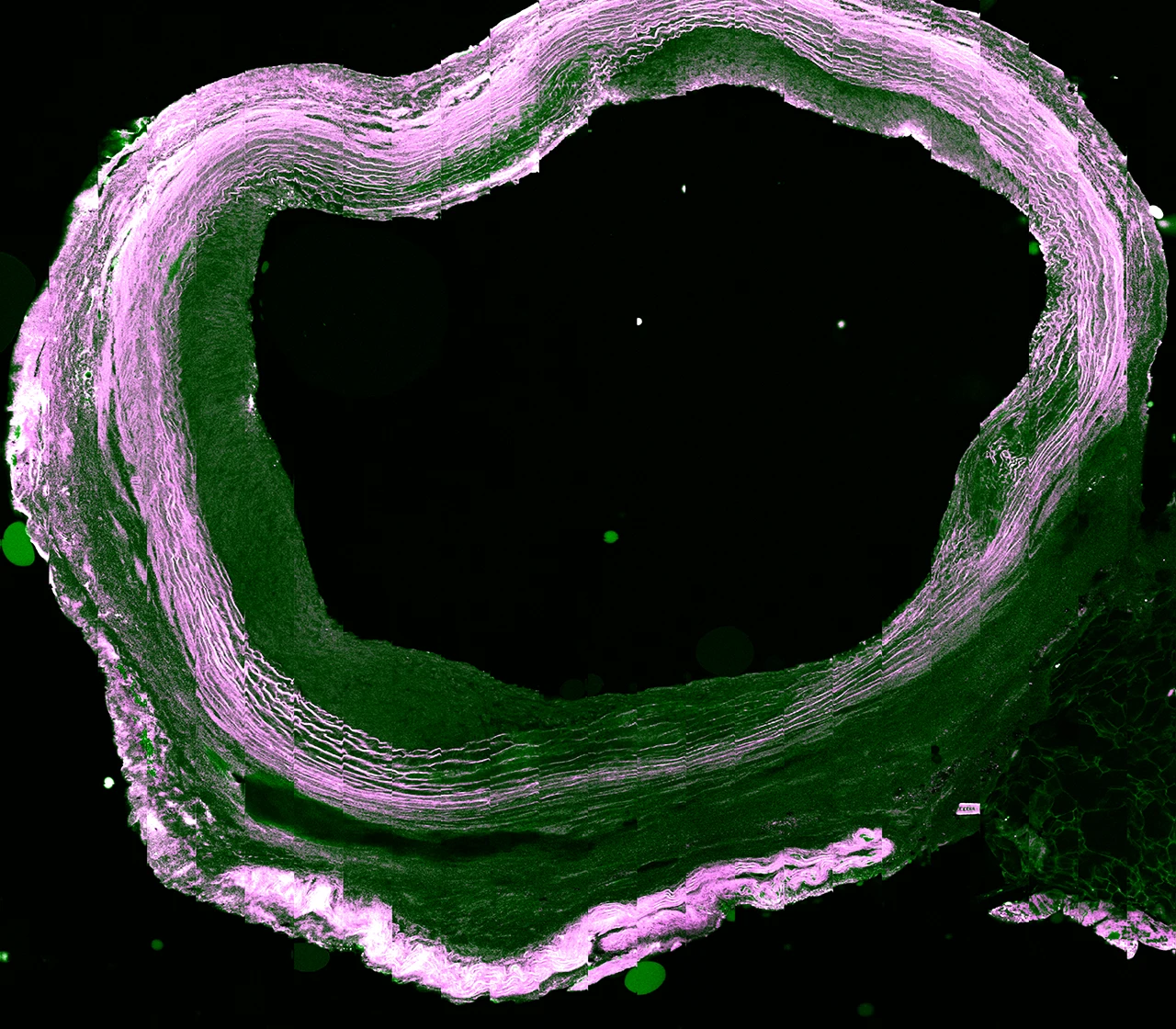 See structure and chemistry in a single image