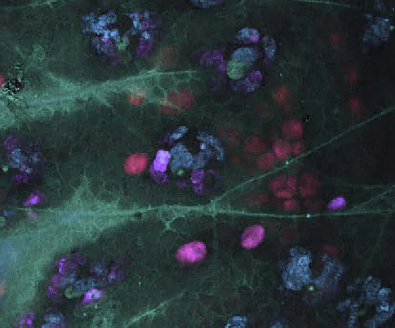 Track events and processes under natural conditions