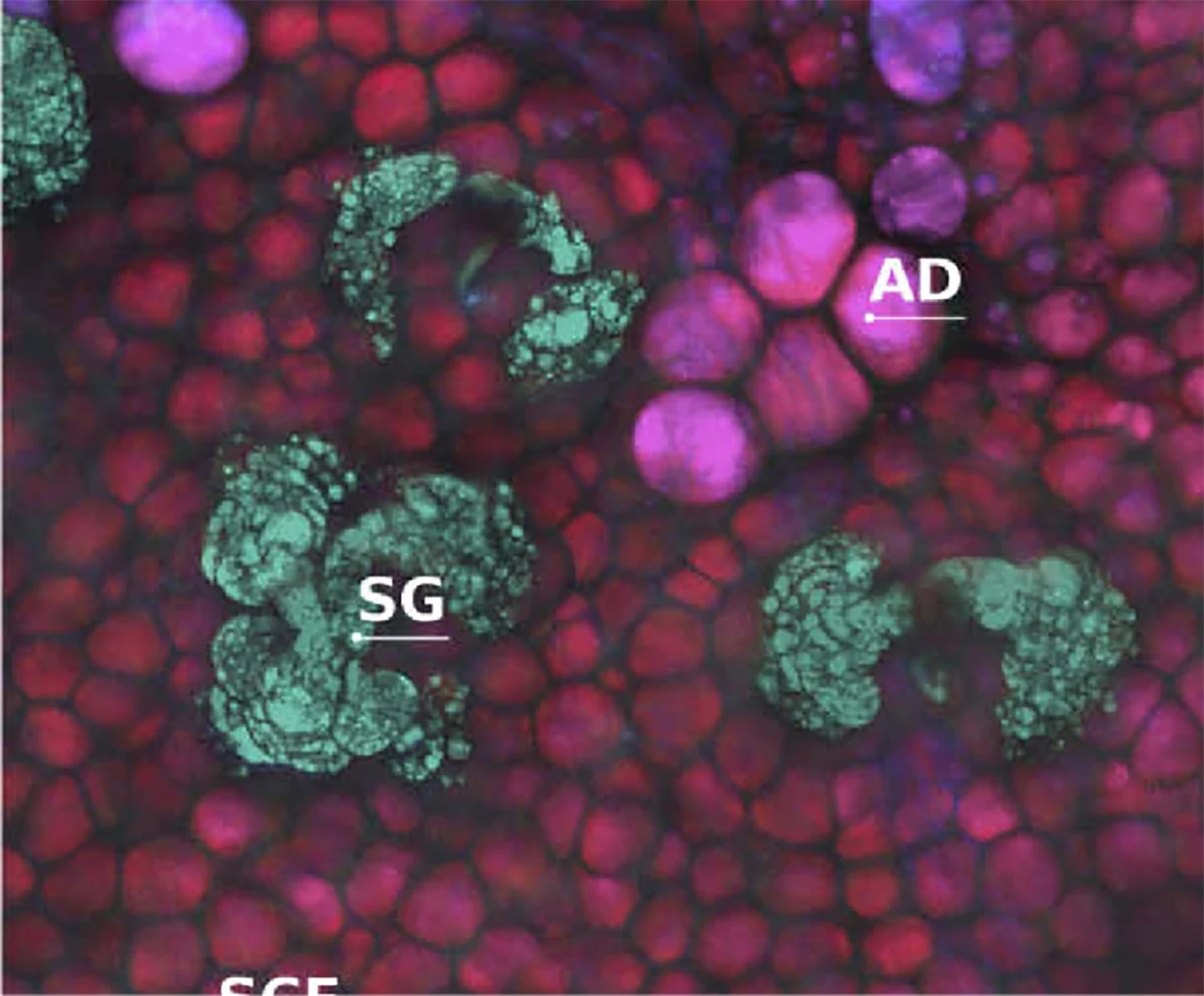 Track events and processes under natural conditions