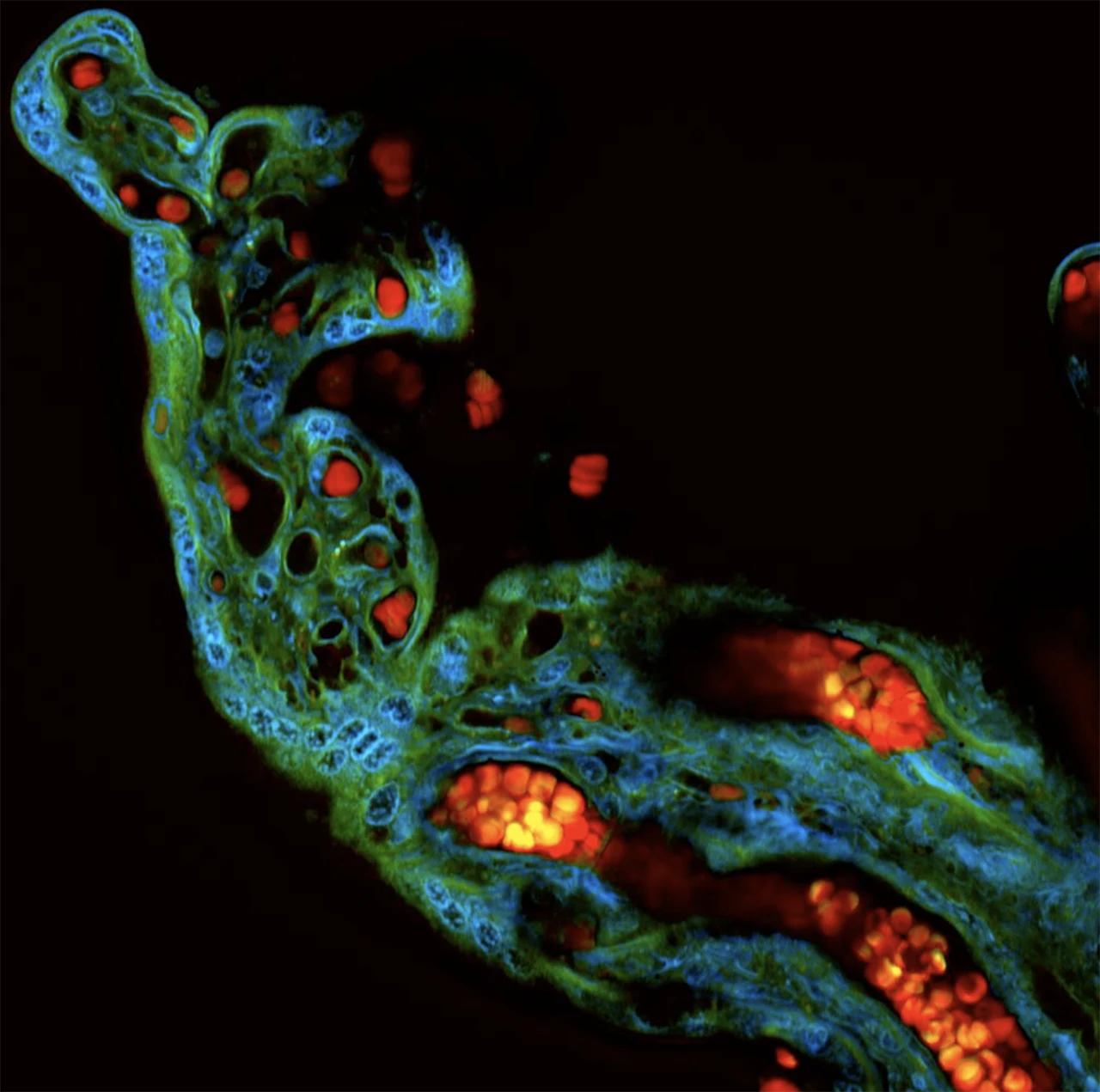 Here’s the space to display details.