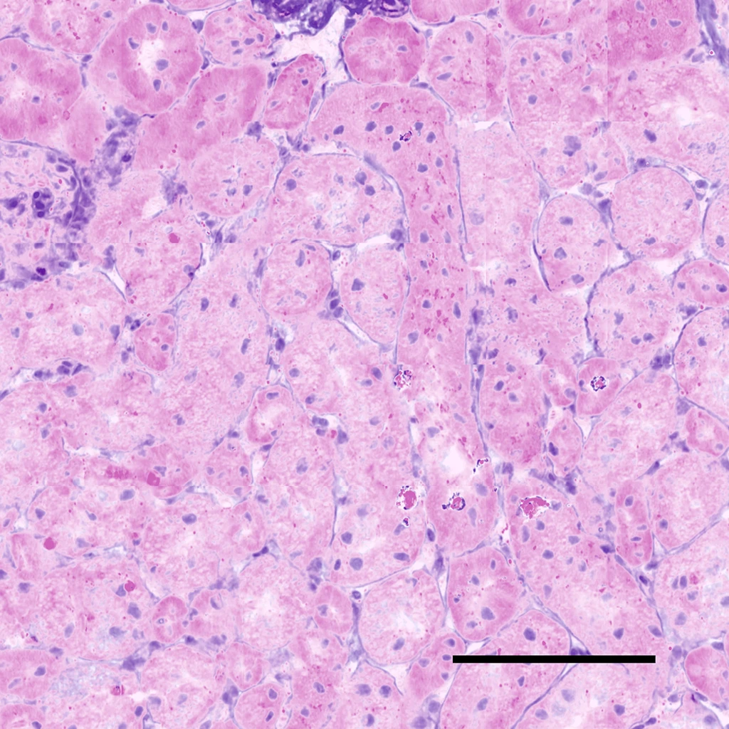 Virtual H&E image of kidney tissue