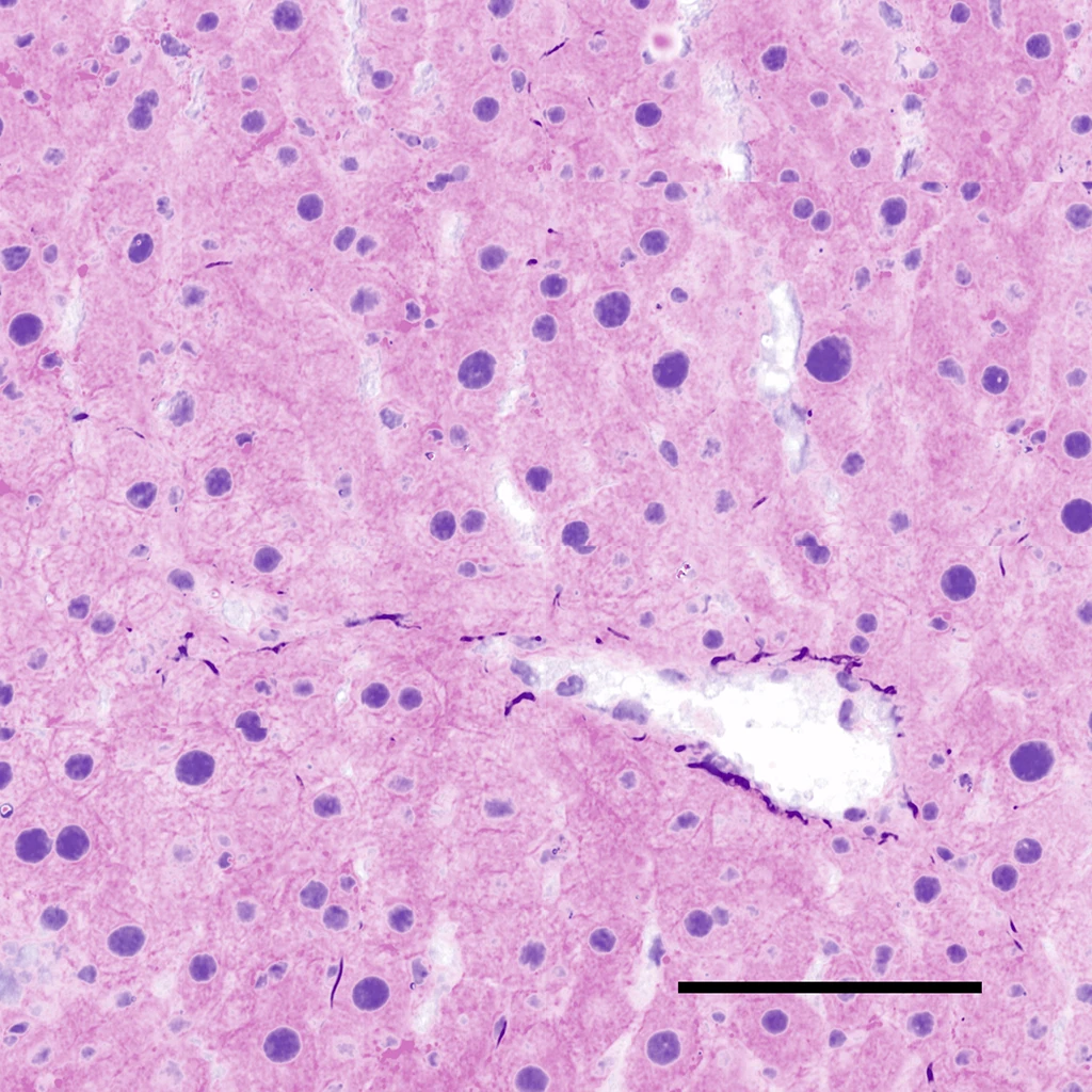 Virtual H&E image of healthy liver tissue          