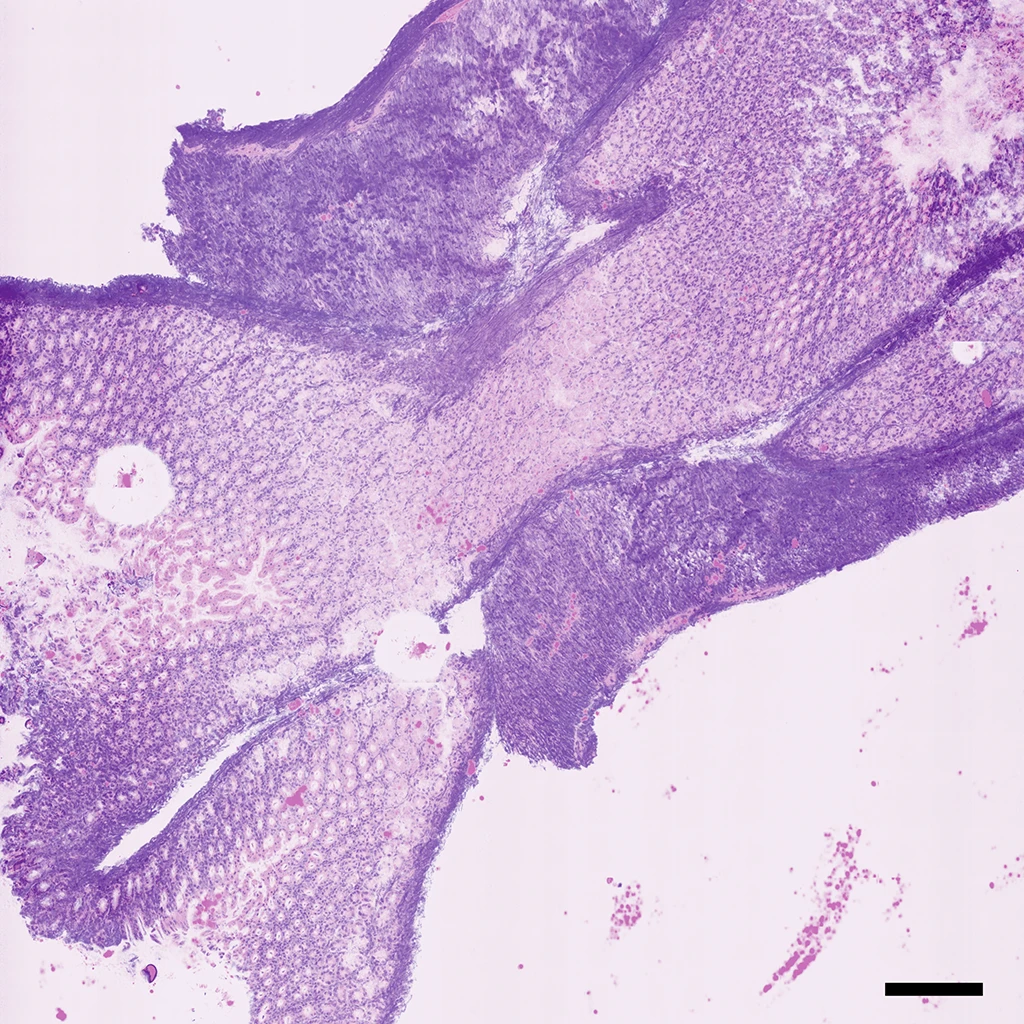 Virtual H&E image of a mouse stomach (2mm x 2mm)