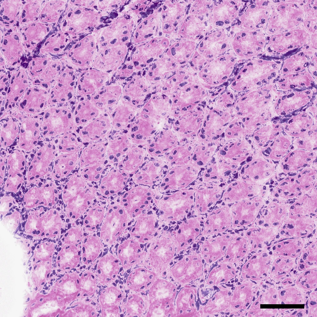 Zoomed in image of mouse stomach (360µm x 360µm)